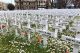 Queens Gardens, Dunedin,
Armistice Day Memorial,
November 2018