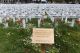 Queens Gardens, Dunedin,
Armistice Day Memorial,
November 2018